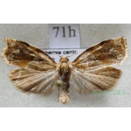 Archips xylosteana (Linnaeus, 1758) Zwójka dębóweczka Czech71h